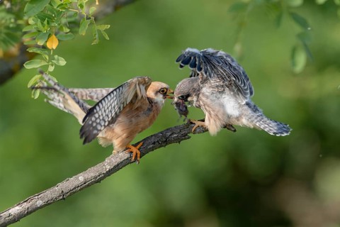 Red-footed falcon