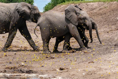 African elephant