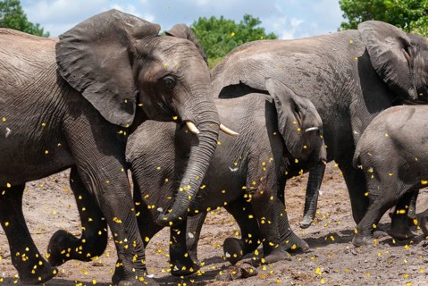 African elephant