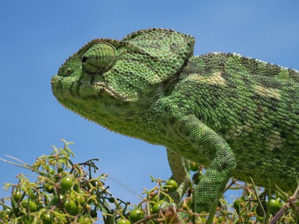 Head of a green Mediterranean chameleon