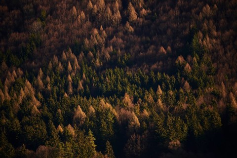 Spotlight from the sun on Norway spruce