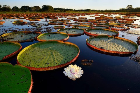 Leaves of the amazon water lily