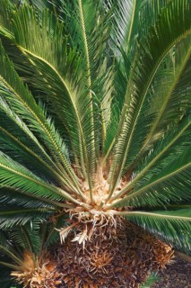 Sago Palm