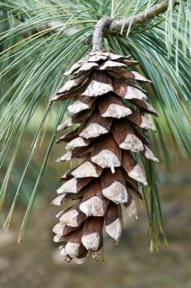 Vanderwolfs Pyramid limber pine