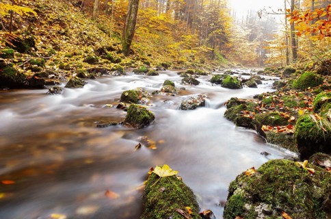 Zellerache flows through autumn forest in morning mist