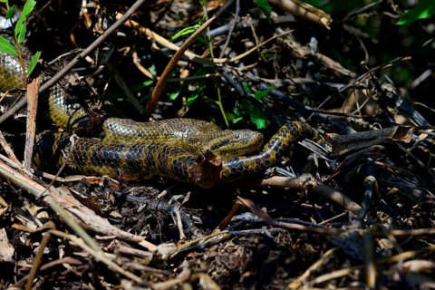 Yellow anaconda