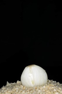 Halved fresh onion lying on freeze-dried onion flakes