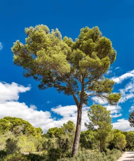Aleppo pine