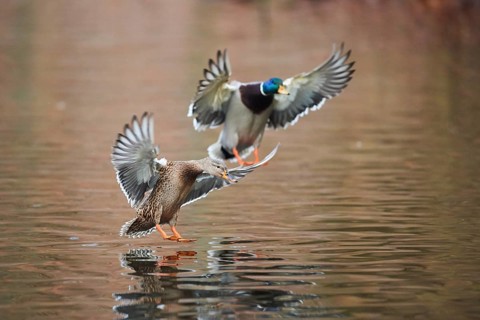 Wild duck