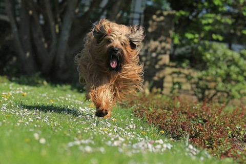 Briard running