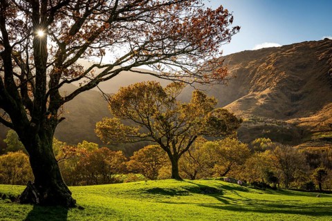 Old trees in autumnal landscape