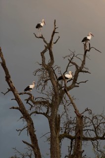 White stork