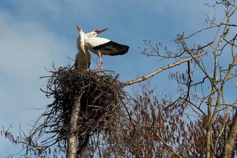 White stork