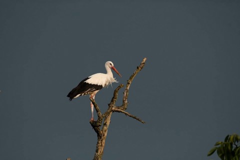 White stork