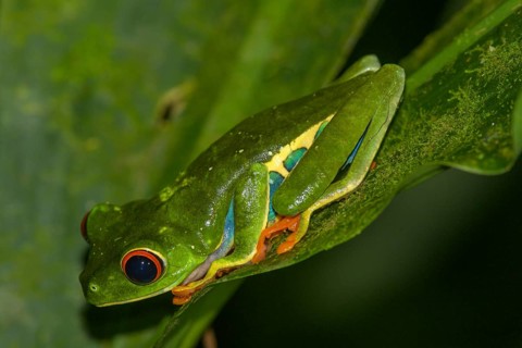 Red-eyed tree frog