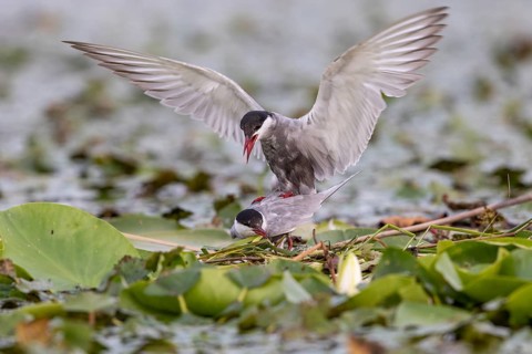 Two White-bearded Terns