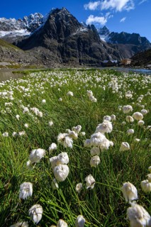Cottongrass