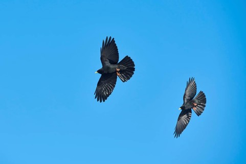 Yellow-billed chough