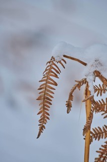 Male fern