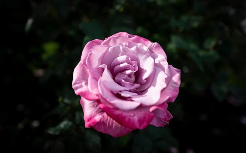 Shrub rose