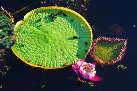 Amazon water lily