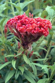 Cockscomb flower