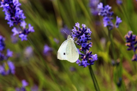 Cabbage butterfly