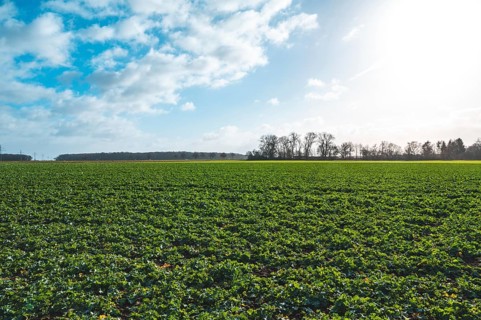 Field with winter rape