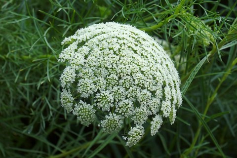Wild carrot