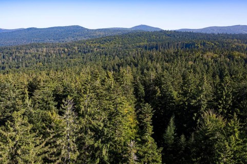 View from the tree top walk