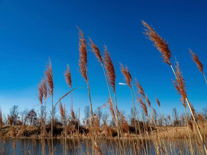 Common reed