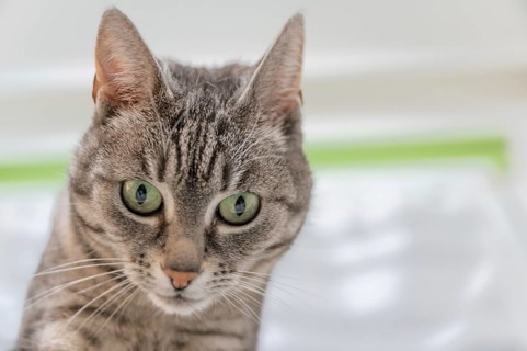 Portrait of a European shorthaired felidae