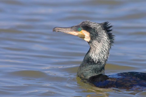 Great cormorant