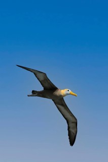 Waved albatross