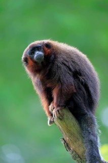 Red-bellied titi