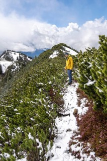 Hiker on trail through mountain pines
