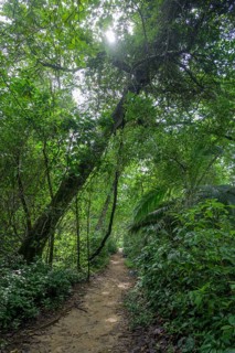 Path through the rainforest