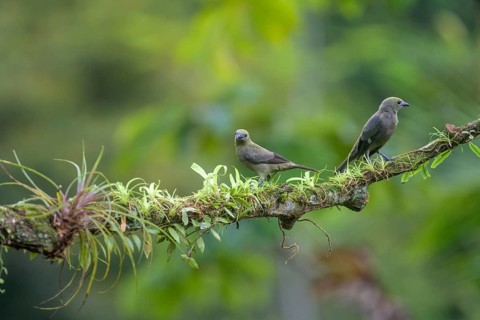 Palm tanager