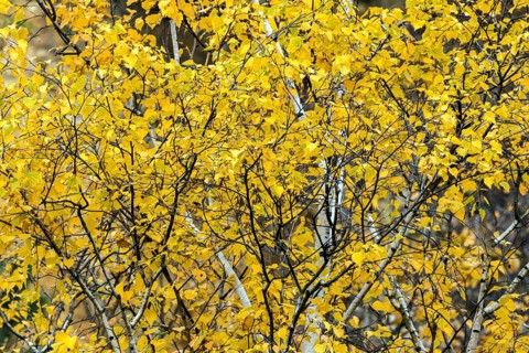 Birch