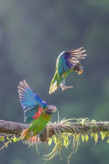 Brown-hooded parrots