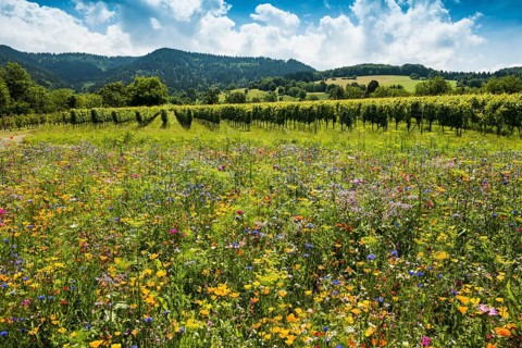 Flower meadow for insects