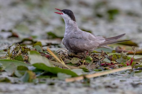 White-bearded Tern