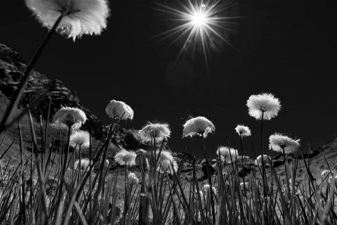 Cottongrass