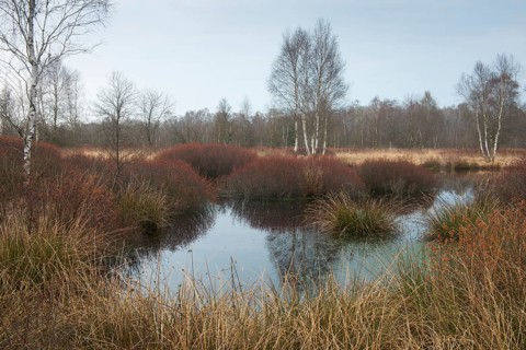 Bog myrtle