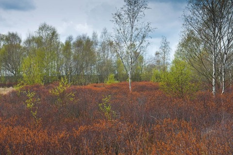 Bog myrtle