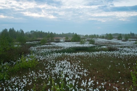 Bog landscape with common cottongrass