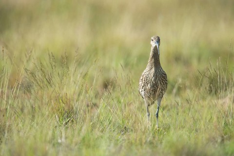 Curlew