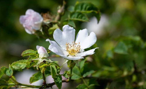 White flower