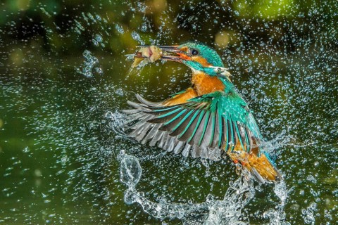 Common kingfisher