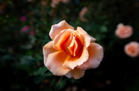 Shrub rose